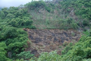 forest-cleared