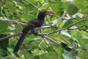 hornbill-pic
