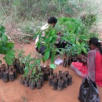 PHCC contributes to the afforestation in Khammam district, Telengana