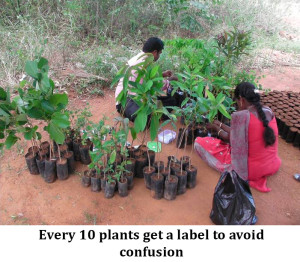 Every 10 plants get a label to avoid confusion