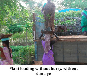 Plant loading without hurry, without damage